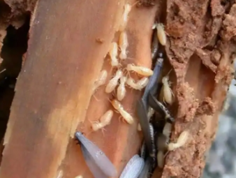 大名白蚁防治公司分享新房入住防虫攻略，提前布局远离白蚁隐患
